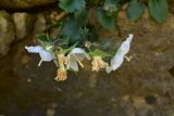 View full-size image Campanula armena