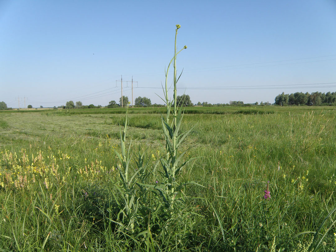 Image of Sonchus palustris specimen.