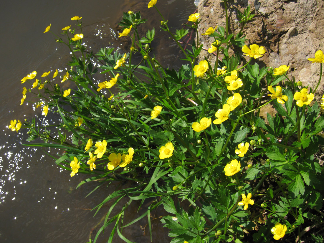 Image of Ranunculus repens specimen.