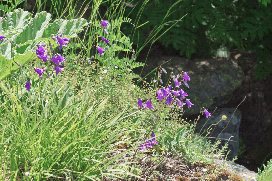 Изображение особи Campanula collina.