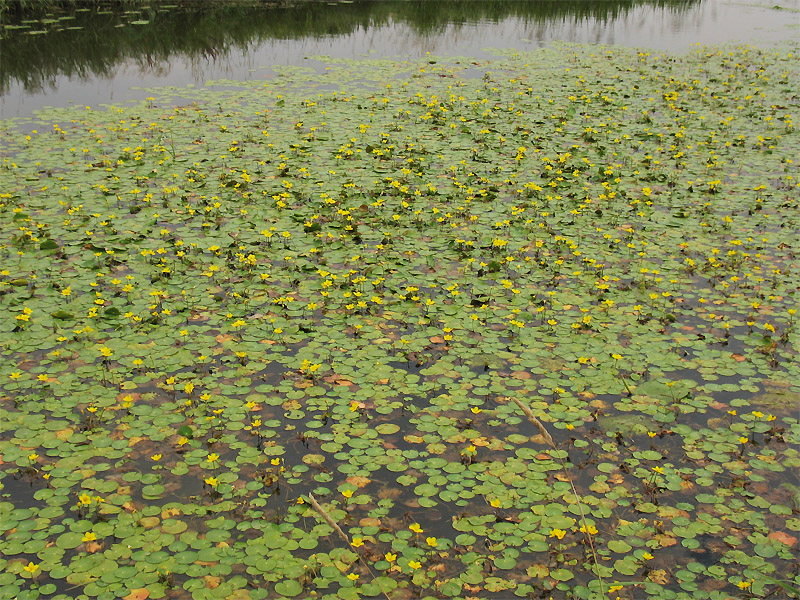 Image of Nymphoides peltata specimen.