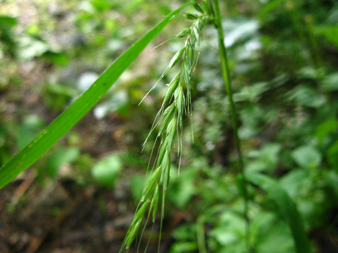 Image of Secale kuprijanovii specimen.