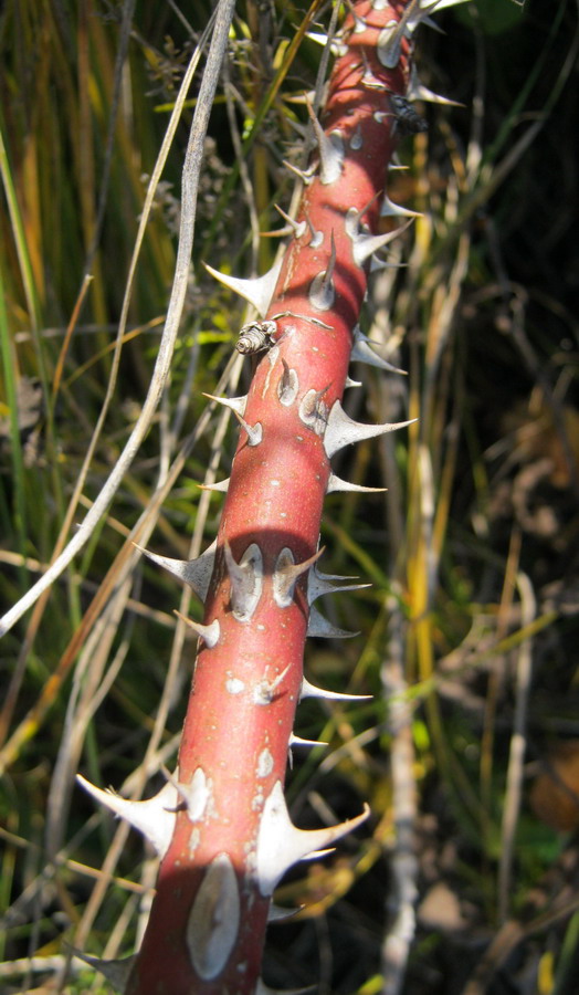 Image of genus Rosa specimen.