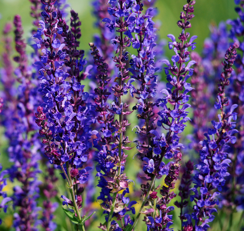 Image of Salvia tesquicola specimen.