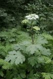 Heracleum moellendorffii. Цветущее растение. Владивосток, Ботанический сад-институт ДВО РАН. 9 июля 2011 г.