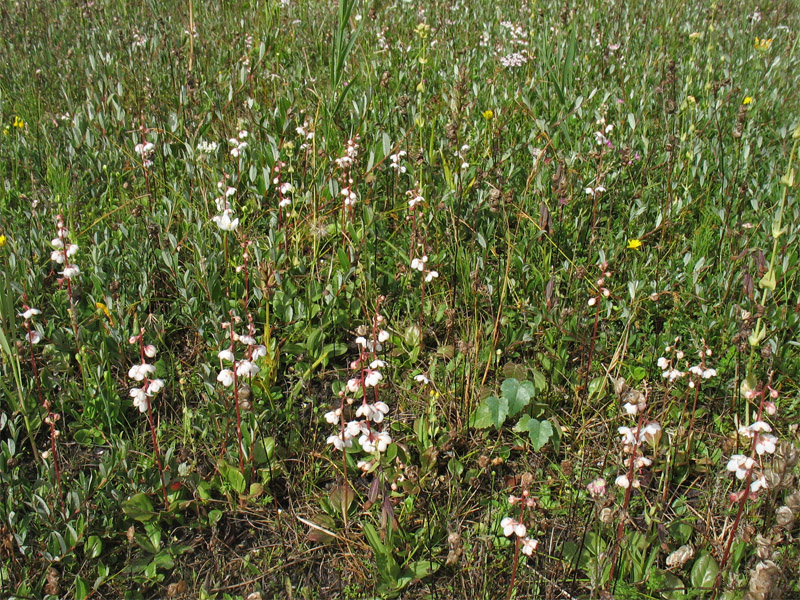 Image of Pyrola rotundifolia ssp. maritima specimen.