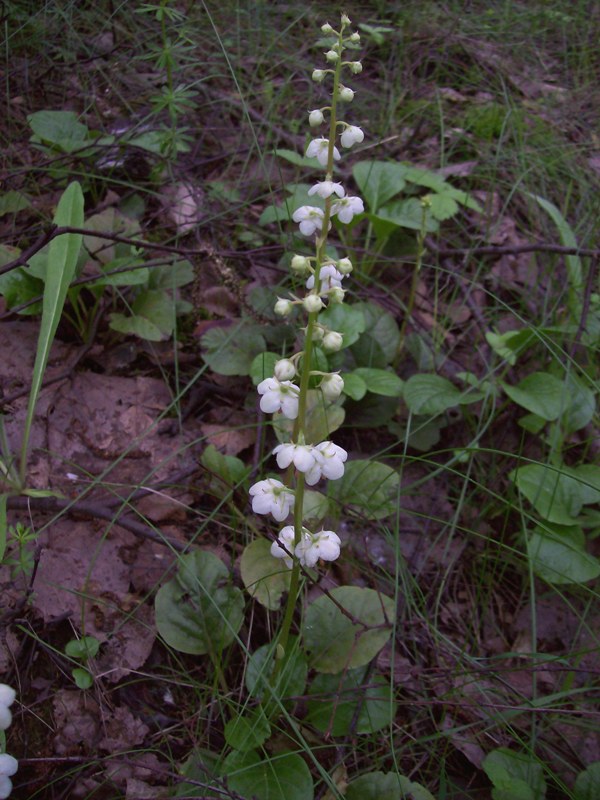 Image of Pyrola rotundifolia specimen.