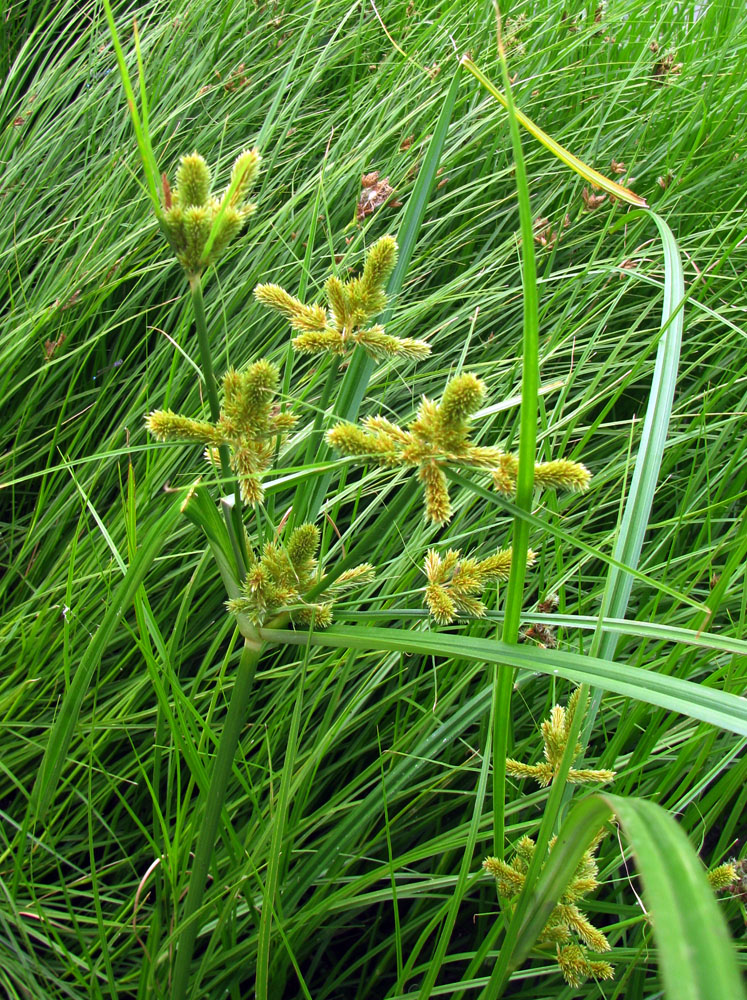 Image of Cyperus glomeratus specimen.