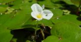 Hydrocharis morsus-ranae. Цветок. Украина, Днепропетровск, р. Днепр, в воде у берега. 03.08.2009.