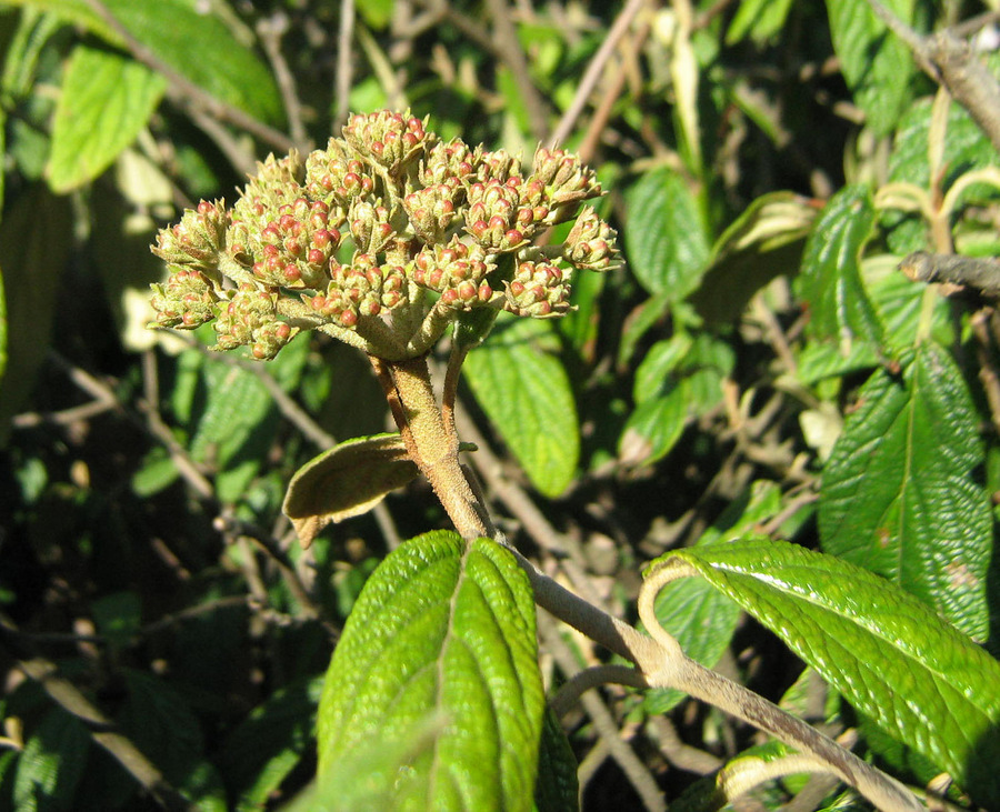 Image of Viburnum rhytidophyllum specimen.