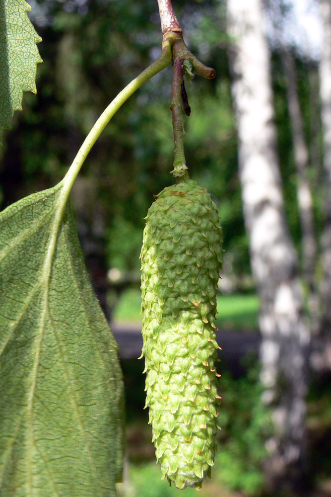 Изображение особи Betula pendula.