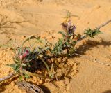 Moltkiopsis ciliata. Цветущие побеги на корнях (?) сухого растения. Израиль, западный Негев, пески Халуца. 23.02.2012.