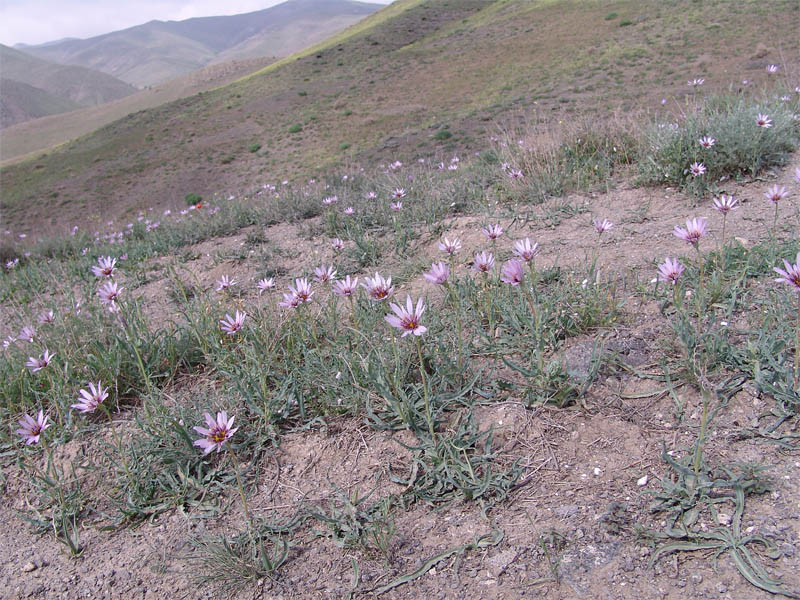 Изображение особи Tragopogon collinus.