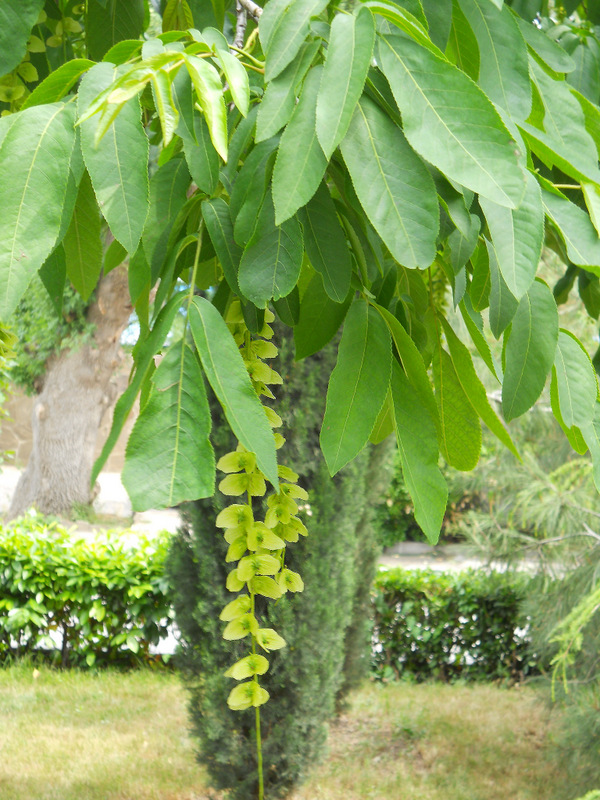 Image of Pterocarya fraxinifolia specimen.