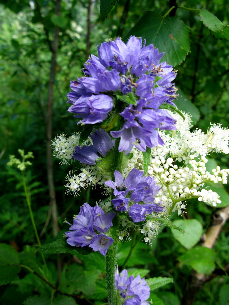 Image of Campanula cervicaria specimen.