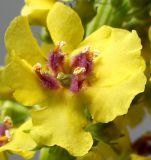 Verbascum nigrum