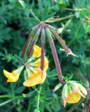 Lotus corniculatus. Соцветия и соплодие. Австрия, Южная Каринтия, г. Филлах. 18.06.2012.