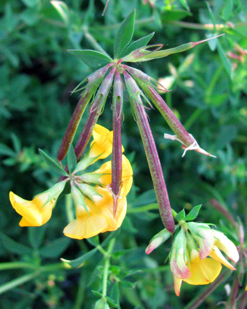 Image of Lotus corniculatus specimen.