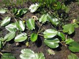 Nuphar lutea