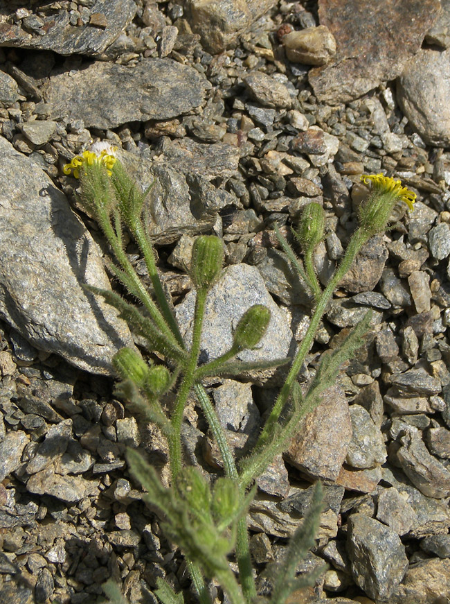 Image of Senecio calvertii specimen.