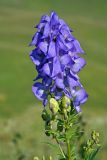 Aconitum nasutum