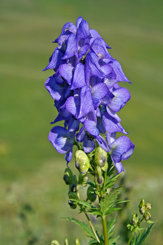 Изображение особи Aconitum nasutum.