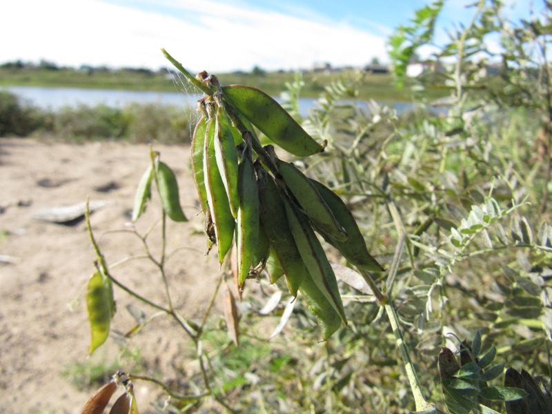 Изображение особи Vicia cracca.