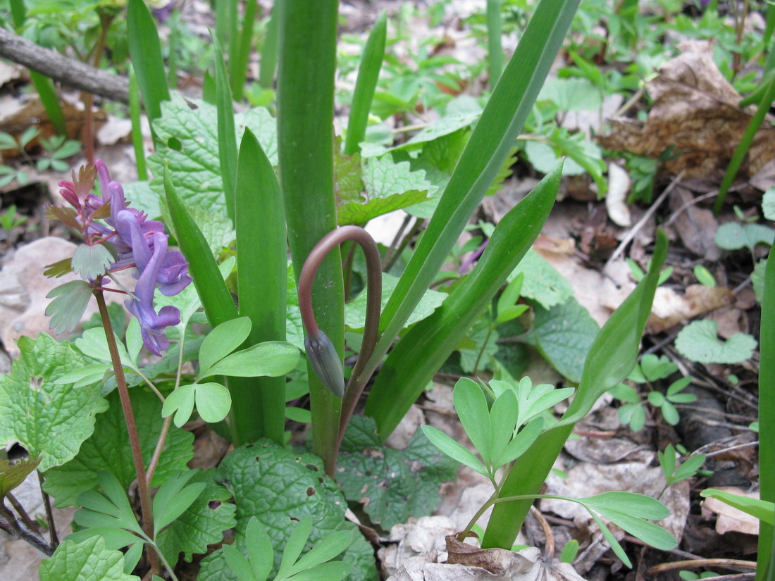 Image of Tulipa biebersteiniana specimen.