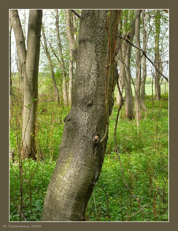 Image of Alnus incana specimen.