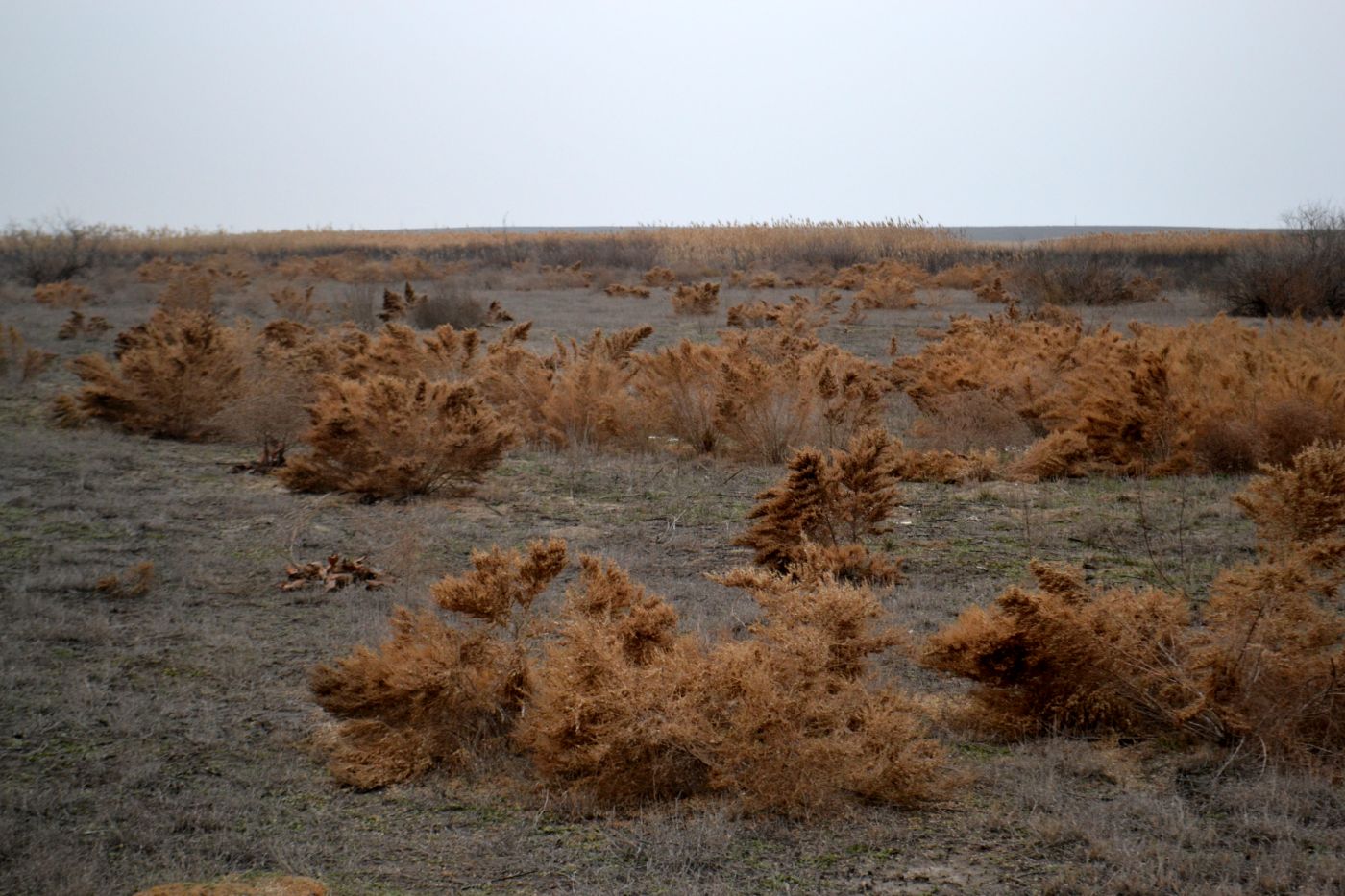 Image of Salsola dendroides specimen.