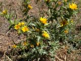 Scolymus hispanicus