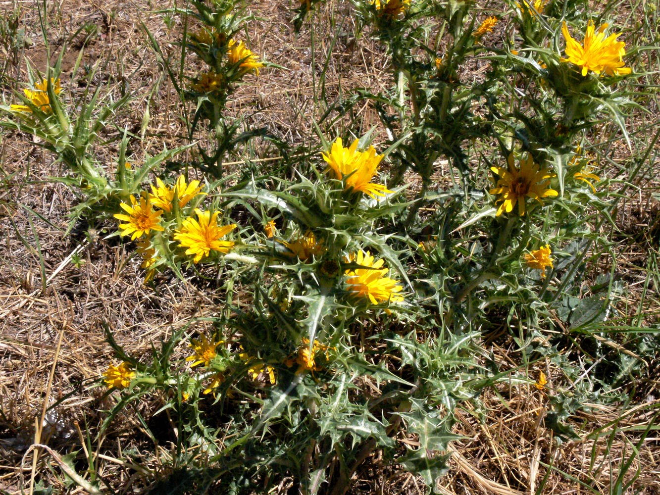 Изображение особи Scolymus hispanicus.