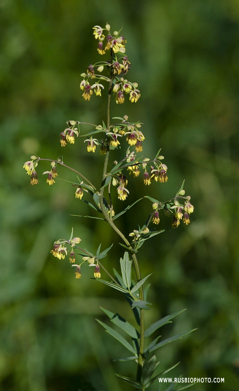 Изображение особи Thalictrum simplex.