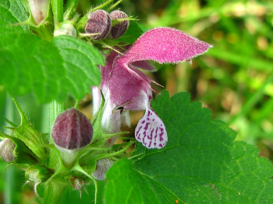 Изображение особи Lamium maculatum.