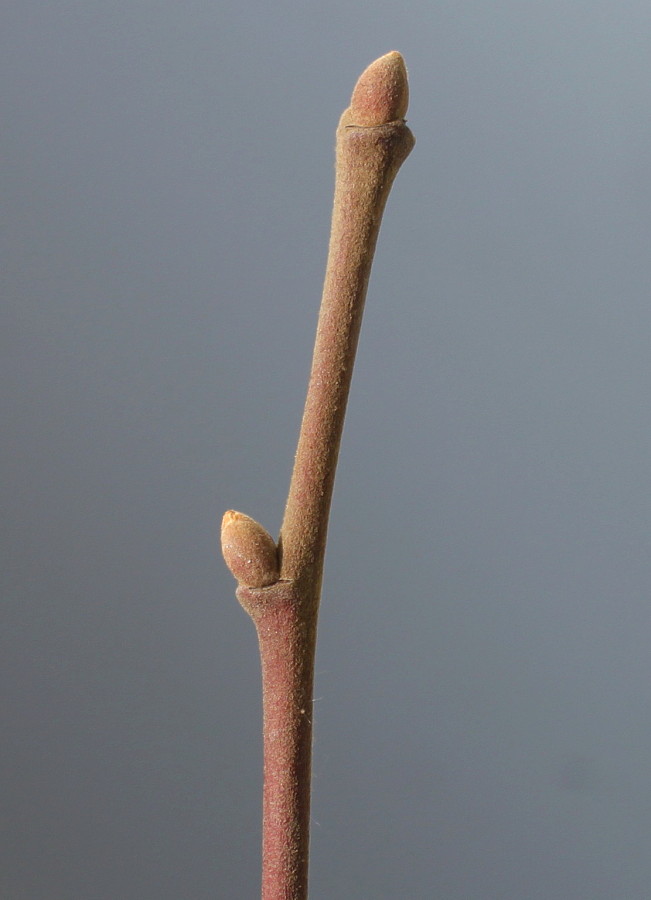 Image of Tilia tomentosa specimen.