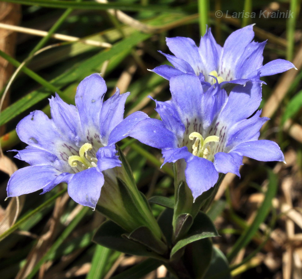 Image of Gentiana zollingeri specimen.