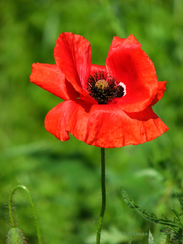 Изображение особи Papaver rhoeas.