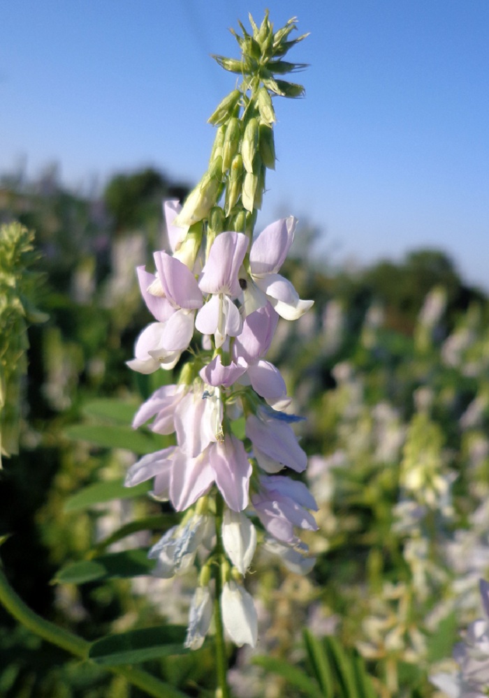 Image of Galega officinalis specimen.