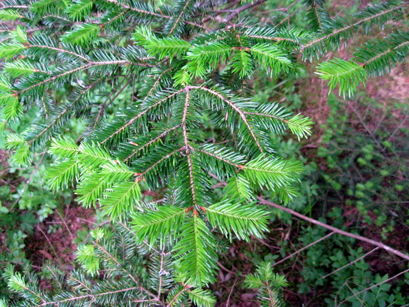 Image of Abies balsamea specimen.