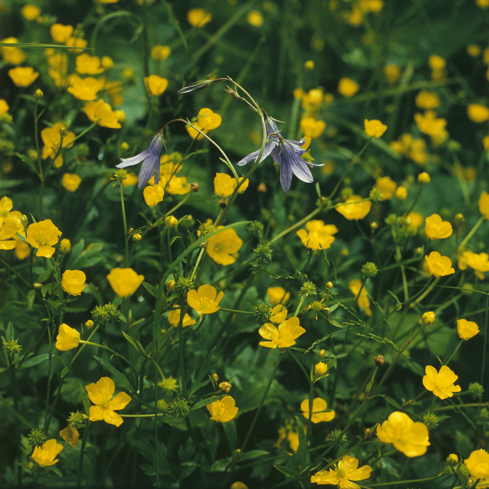 Изображение особи Campanula patula.