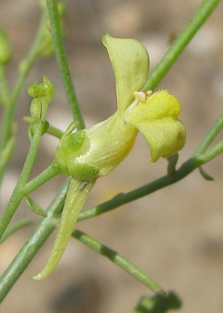 Изображение особи Linaria dulcis.