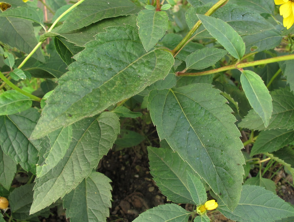 Image of Heliopsis helianthoides ssp. scabra specimen.