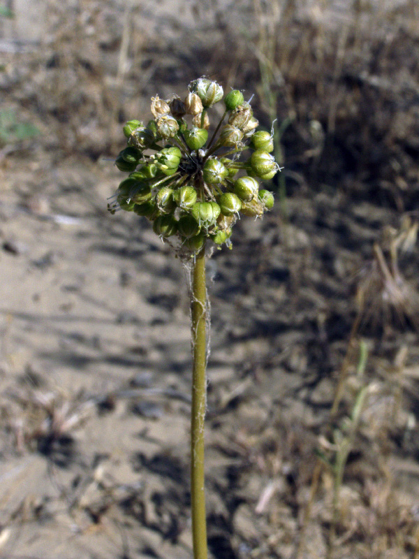 Image of Allium sabulosum specimen.