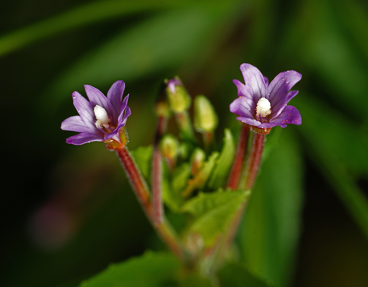 Image of genus Epilobium specimen.