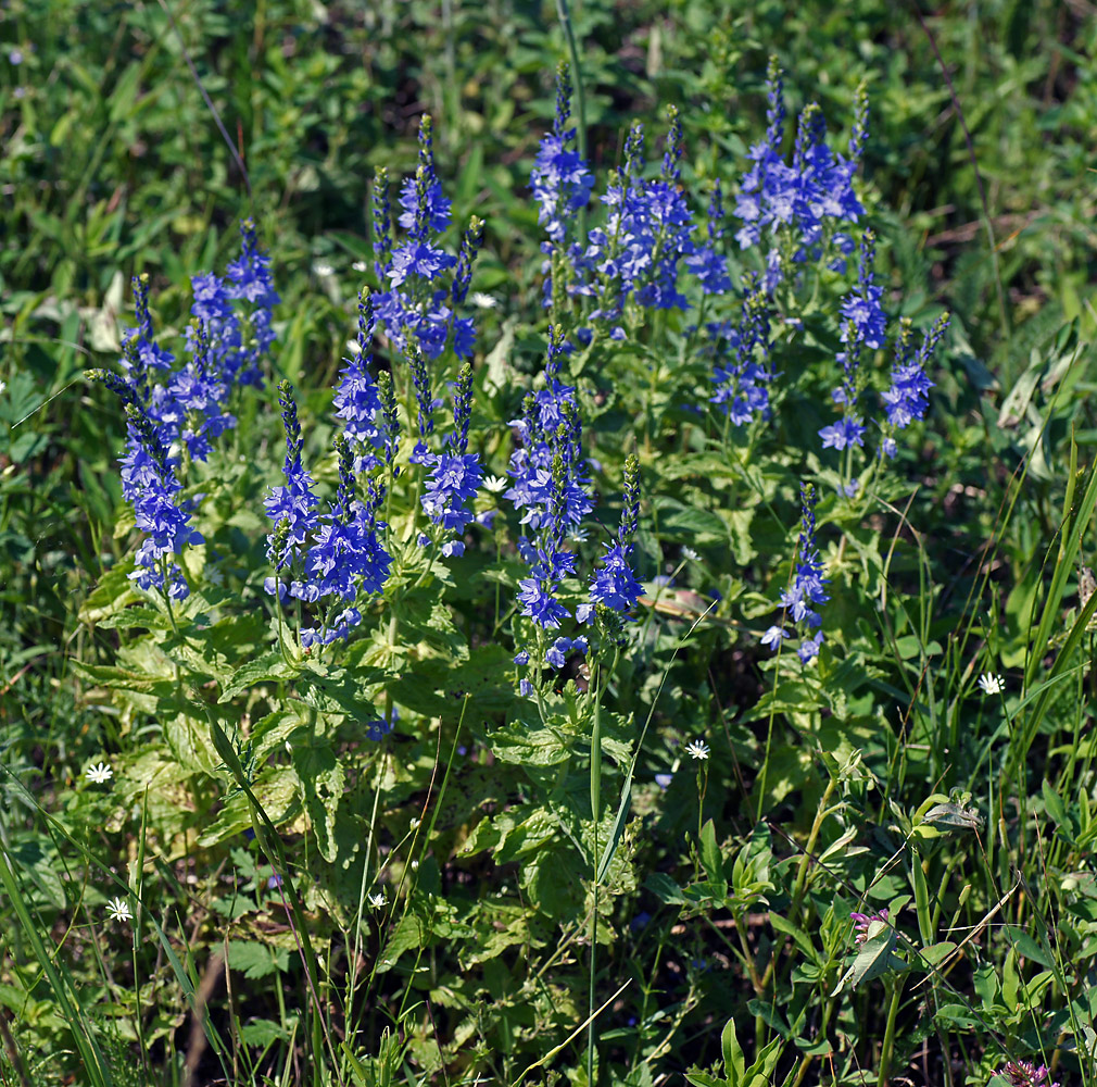 Image of Veronica teucrium specimen.