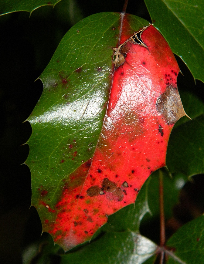 Image of Mahonia aquifolium specimen.