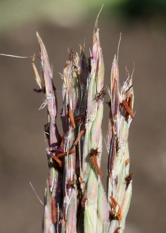 Изображение особи Andropogon gerardii.