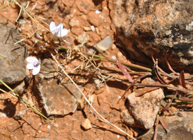 Image of Rhinacanthus scoparius specimen.