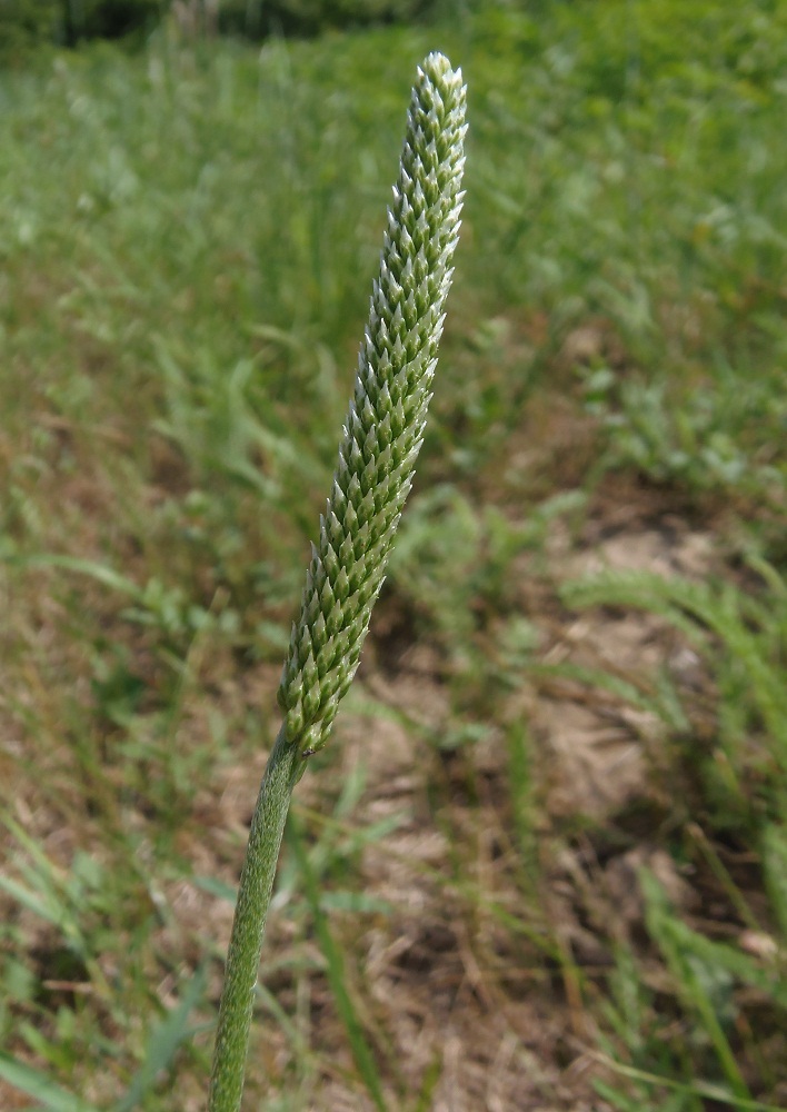 Image of Plantago urvillei specimen.