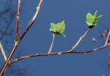 Neillia thyrsiflora. Часть ветви с развивающимися побегами. Германия, г. Дюссельдорф, Ботанический сад университета. 13.03.2014.